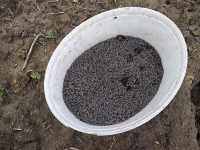 Sadnja autohtonog voća