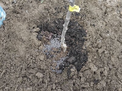 Sadnja autohtonog voća