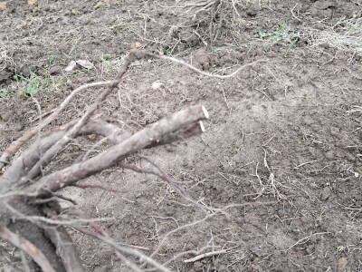 Sadnja autohtonog voća