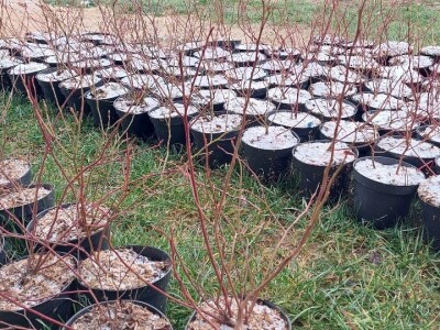 Sadnja borovnica Sadnja borovnica