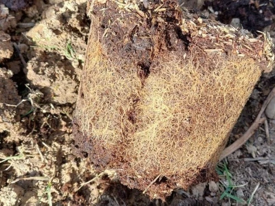 Sadnja borovnica