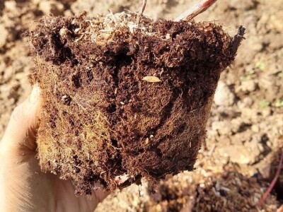 Sadnja borovnica Sadnja borovnica