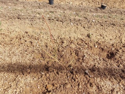 Sadnja borovnica Sadnja borovnica