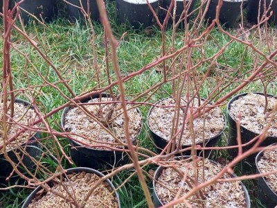 Sadnja borovnica Sadnja borovnica