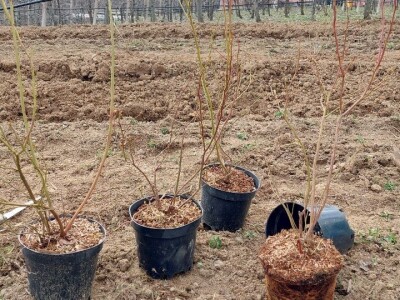 Sadnja borovnica Sadnja borovnica