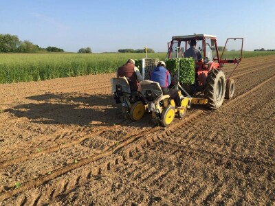 Radnici na sadilici sade duhan