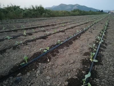 Sadnja kupusa u dolini Neretve