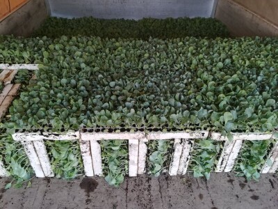 Sadnja kupusa u dolini Neretve