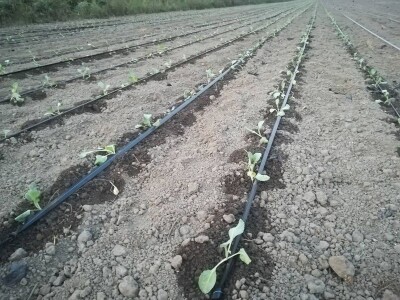 Sadnja kupusa u dolini Neretve