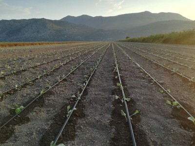 Sadnja kupusa u dolini Neretve