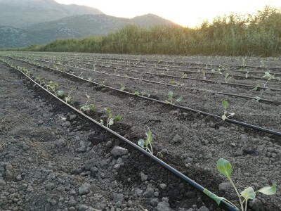 Sadnja kupusa u dolini Neretve