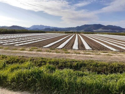 Sadnja lubenica, dinja i tikvica u dolini Neretve