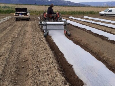 Sadnja lubenica, dinja i tikvica u dolini Neretve