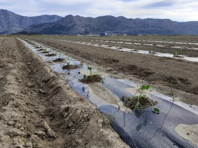 Sadnja lubenica, dinja i tikvica u dolini Neretve
