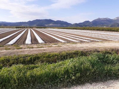 Sadnja lubenica, dinja i tikvica u dolini Neretve