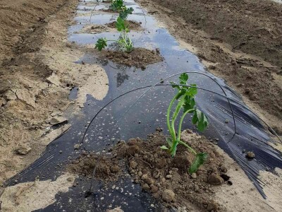 Sadnja lubenica, dinja i tikvica u dolini Neretve