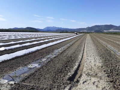 Sadnja lubenica, dinja i tikvica u dolini Neretve
