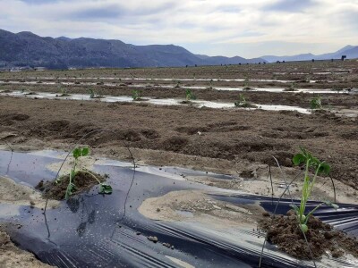 Sadnja lubenica, dinja i tikvica u dolini Neretve