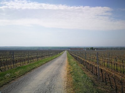 Sadnja novih nasada vinove loze u Erdutskim vinogradima Sadnja novih nasada vinove loze u Erdutskim vinogradima