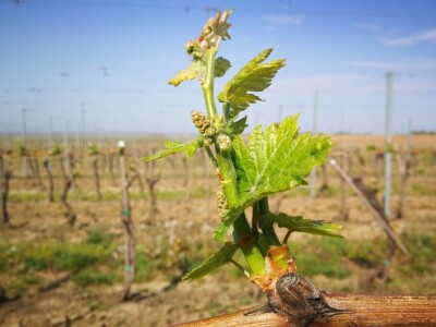 Sadnja novih nasada vinove loze u Erdutskim vinogradima Sadnja novih nasada vinove loze u Erdutskim vinogradima
