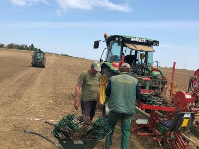Sadnja novih nasada vinove loze u Erdutskim vinogradima Sadnja novih nasada vinove loze u Erdutskim vinogradima