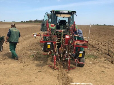 Sadnja novih nasada vinove loze u Erdutskim vinogradima Sadnja novih nasada vinove loze u Erdutskim vinogradima