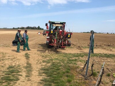 Sadnja novih nasada vinove loze u Erdutskim vinogradima Sadnja novih nasada vinove loze u Erdutskim vinogradima