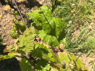 Sadnja novih nasada vinove loze u Erdutskim vinogradima Sadnja novih nasada vinove loze u Erdutskim vinogradima