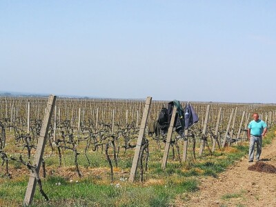 Sadnja novih nasada vinove loze u Erdutskim vinogradima Sadnja novih nasada vinove loze u Erdutskim vinogradima