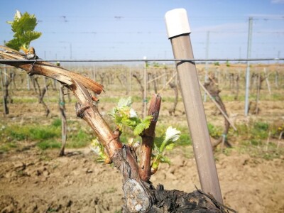 Sadnja novih nasada vinove loze u Erdutskim vinogradima Sadnja novih nasada vinove loze u Erdutskim vinogradima