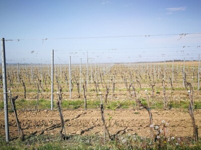 Sadnja novih nasada vinove loze u Erdutskim vinogradima Sadnja novih nasada vinove loze u Erdutskim vinogradima