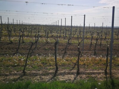 Sadnja novih nasada vinove loze u Erdutskim vinogradima Sadnja novih nasada vinove loze u Erdutskim vinogradima