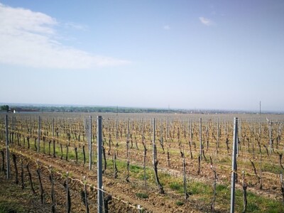 Sadnja novih nasada vinove loze u Erdutskim vinogradima Sadnja novih nasada vinove loze u Erdutskim vinogradima