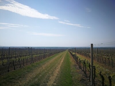 Sadnja novih nasada vinove loze u Erdutskim vinogradima Sadnja novih nasada vinove loze u Erdutskim vinogradima