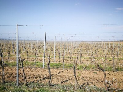 Sadnja novih nasada vinove loze u Erdutskim vinogradima Sadnja novih nasada vinove loze u Erdutskim vinogradima
