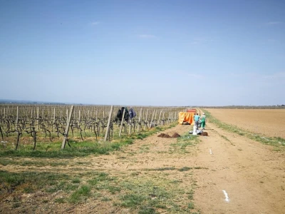 Sadnja novih nasada vinove loze u Erdutskim vinogradima
