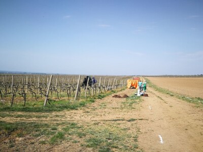 Sadnja novih nasada vinove loze u Erdutskim vinogradima Sadnja novih nasada vinove loze u Erdutskim vinogradima