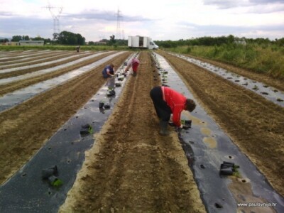Sadnja paulovnije na otvorenom