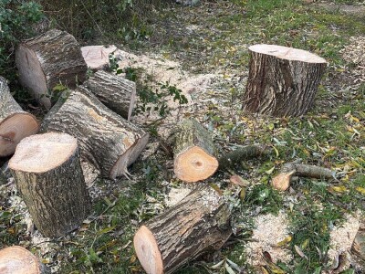 Sadnja pravog stabla na pravom mjestu i na pravi način smanjuje štetu