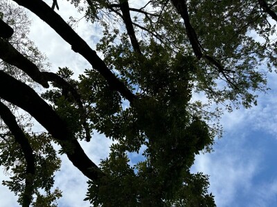 Sadnja pravog stabla na pravom mjestu i na pravi način smanjuje štetu