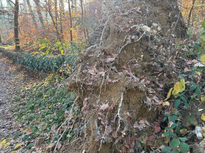 Sadnja pravog stabla na pravom mjestu i na pravi način smanjuje štetu