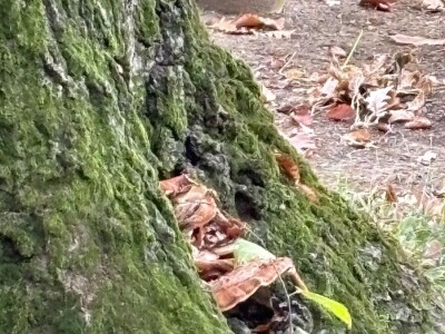 Sadnja pravog stabla na pravom mjestu i na pravi način smanjuje štetu