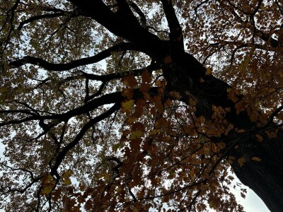 Sadnja pravog stabla na pravom mjestu i na pravi način smanjuje štetu