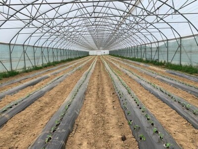 sadnja presadnica povrca