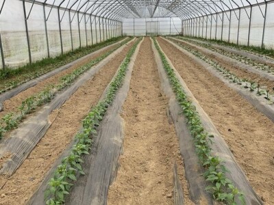 sadnja presadnica povrca