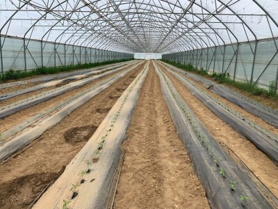 sadnja presadnica povrca