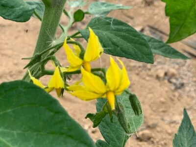 sadnja presadnica povrca