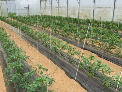 sadnja presadnica povrca