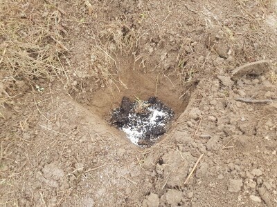 Sadnja šljiva u Šekovićima Sadnja šljiva u Šekovićima