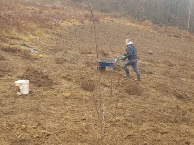 Sadnja šljiva u Šekovićima Sadnja šljiva u Šekovićima